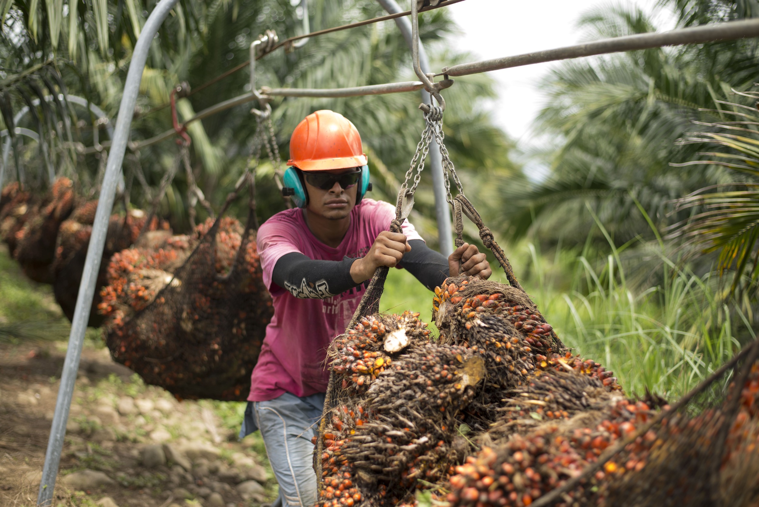 Producción palma de aceite